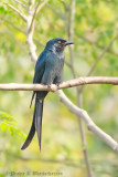 Ashy Drongo