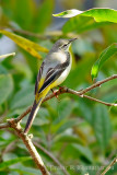 Grey Wagtail