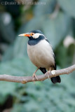 Pied Myna / Asian Pied Starling