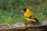 Black-hooded Oriole Juvenile