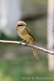 Brown Shrike