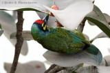 Coppersmith Barbet / Crimson-breasted Barbet