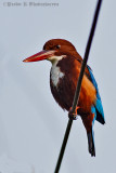 White-throated King Fisher