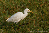 Cattle Egret