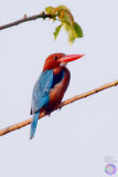 White-throated King Fisher