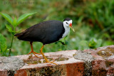 White-breasted Water Hen