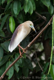 Indian Pond Heron