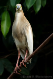 Indian Pond Heron