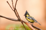 Indian Black-lored Tit