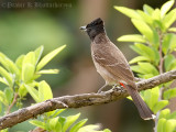 Red-vented Bulbul