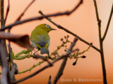 Oriental White-eye