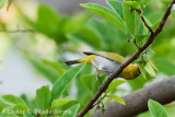 Oriental White-eye