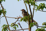 Asian Koel (Female)