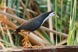 White-breasted Water Hen