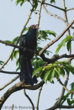 Asian Koel (Male)