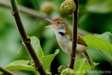 Common Tailorbird
