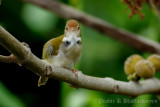 Common Tailorbird