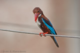 White-throated King Fisher