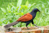Greater Coucal