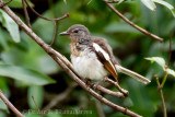 Oriental Magpie-Robin (Female)