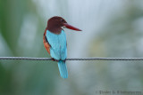 White-throated King Fisher