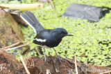 Oriental Magpie-Robin (Male)