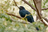 Asian koel Male