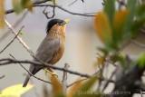 Brahminy Starling