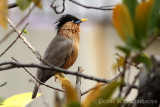 Brahminy Starling