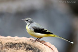 Grey Wagtail