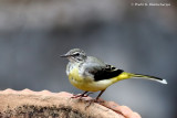 Grey Wagtail