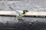 Indian Black-lored Tit
