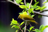 Oriental White eye