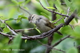 White-browed Prinia