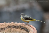 Grey Wagtail