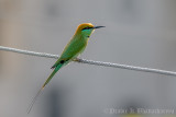 Green bee eater