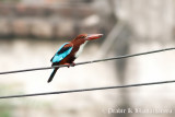 White-throated Kingfisher