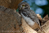 Spotted Owlet