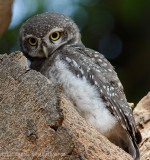 Spotted Owlet