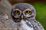 Spotted Owlet