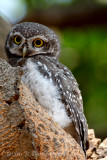Spotted Owlet