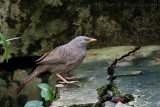 Jungle Babbler