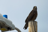 Falcon or Hawk 06_29_13.jpg