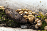 Mushrooms 1 9_13_13.jpg