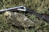 gun sharptail.jpg