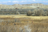 dec5pheasant hunt.jpg