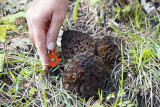 morels 1.jpg