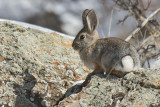 cottontail a 02_08_2016.jpg