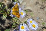 butterfly.jpg