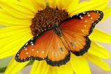 Queen Butterfly Danaus gilippus